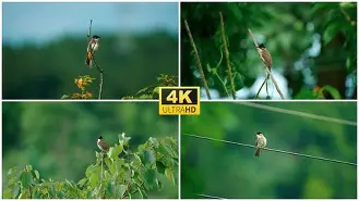 €瀟?cJ??沪a嗺@?|i揷w23_銋鹎W愠孺